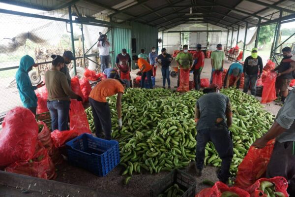 La Granja, empresa de plátanos que se posiciona en el mercado internacional