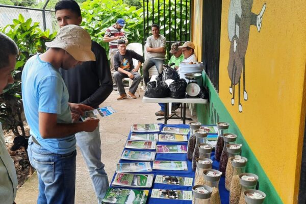 Productores nicaragüenses disponen de nuevas variedades de frijol