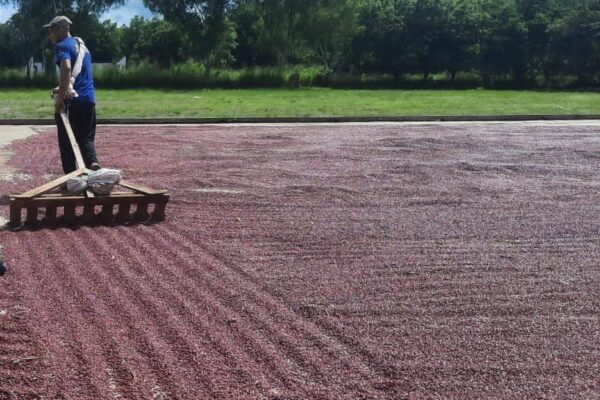 La Esperanza, una cooperativa con semillas de altos rendimientos