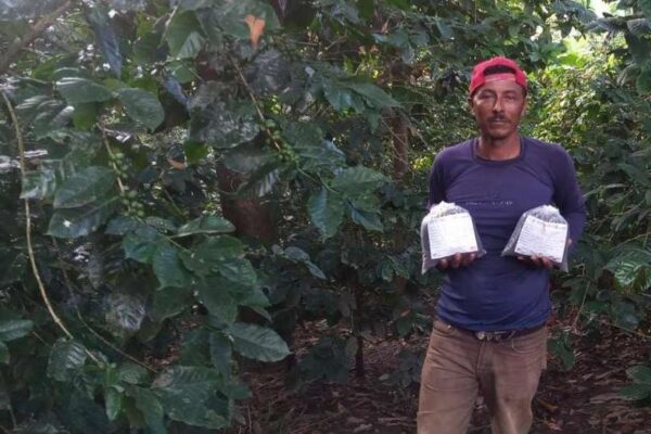 Familias productoras fortalecen la economía con apoyo técnico, créditos y nuevas semillas de café