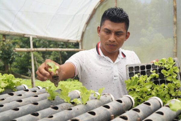 El Tempisque y su trabajo innovador en la producción de lechuga