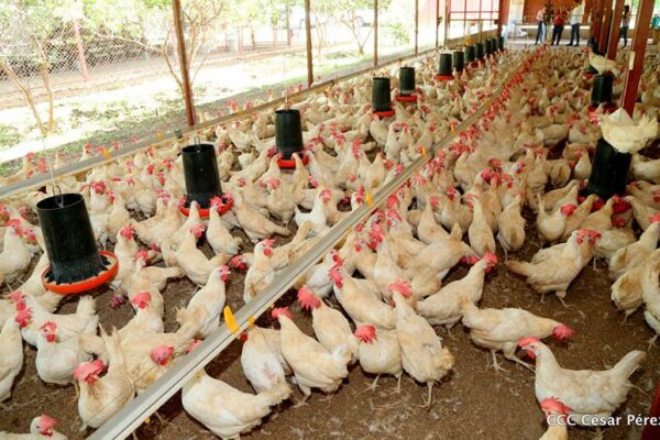 Incrementa producción de carne de pollo y huevo en Nicaragua