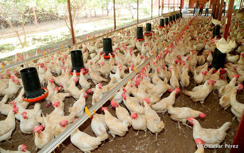 Incrementa producción de carne de pollo y huevo en Nicaragua