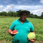 Finca El Porvenir destaca por cosecha anual de 1,2 millones de sandías