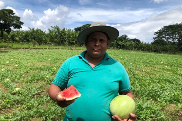 Finca El Porvenir destaca por cosecha anual de 1,2 millones de sandías