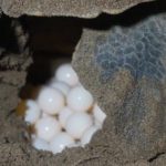 Inicia cuarta arriba masiva de tortugas en Nicaragua