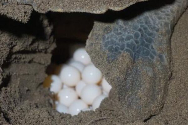 Inicia cuarta arriba masiva de tortugas en Nicaragua