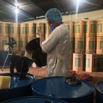 Cooperativa de Achuapa destaca por procesamiento de aceite de ajonjolí