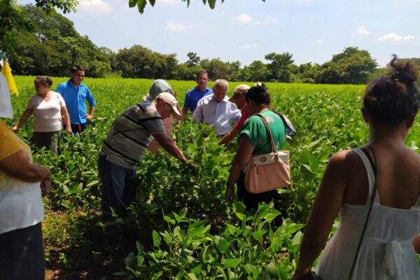 Nicaragua ya cuenta con nueva variedad de soya