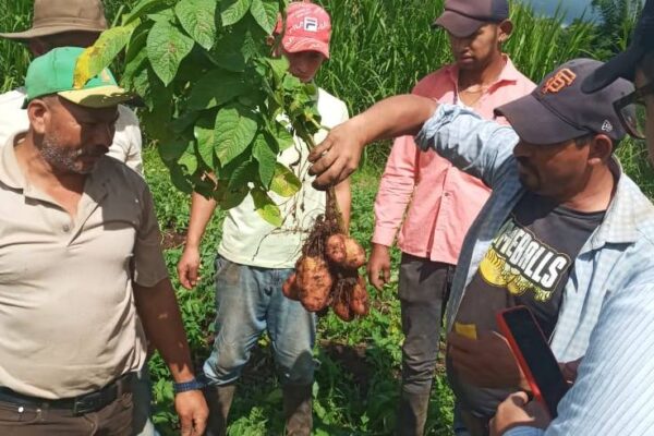 Nicaragua estudia nuevas variedades de papa originarias de Bielorrusia