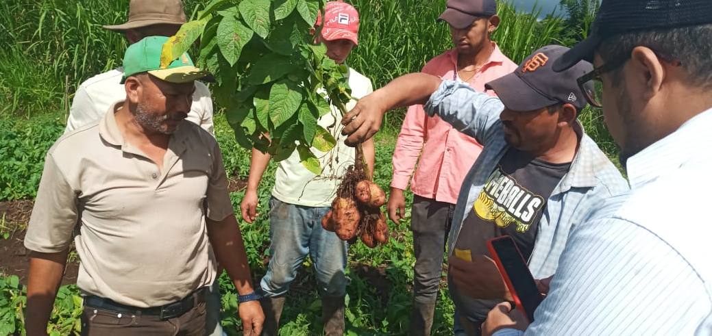 Nicaragua estudia nuevas variedades de papa originarias de Bielorrusia