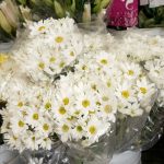 Tres flores típicas del Día de los Difuntos en Nicaragua