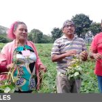 Nueva variedad de frijol rojo a disposición de nicaragüenses