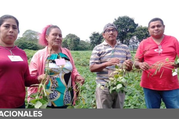 Nueva variedad de frijol rojo a disposición de nicaragüenses