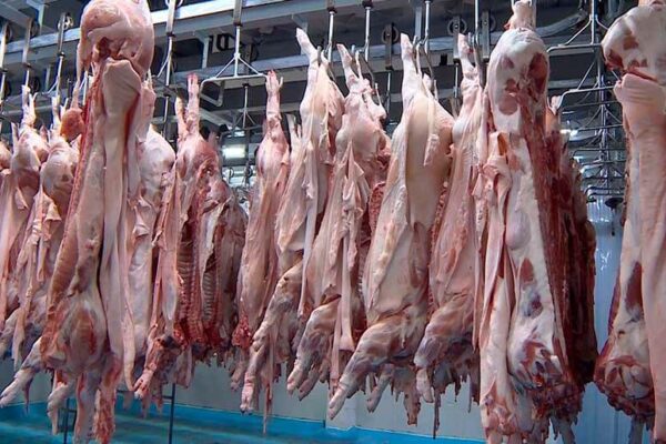 Incrementa producción nacional de carne de cerdo en Nicaragua