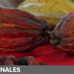 Incrementa productividad del sector cacaotero en Nicaragua