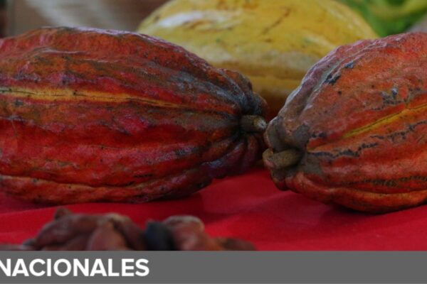 Incrementa productividad del sector cacaotero en Nicaragua