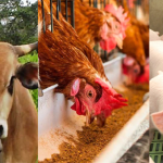 Nicaragua con excelentes resultados de la producción pecuaria en 2022