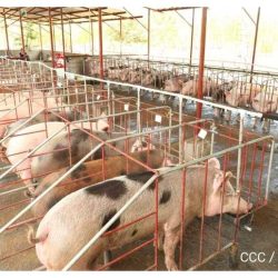Producción de carne de cerdo totaliza 32.3 millones de libras en el 2022