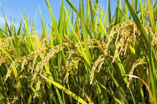 Producción de arroz genera 6.1 millones de quintales en Nicaragua