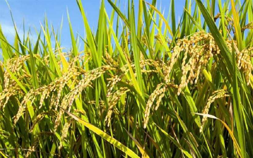 Producción de arroz genera 6.1 millones de quintales en Nicaragua