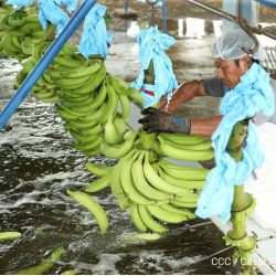 Producción de plátano aporta 18.2 millones de dólares a la economía nacional