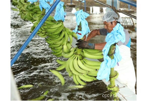 Producción de plátano aporta 18.2 millones de dólares a la economía nacional
