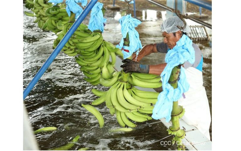 Producción de plátano aporta 18.2 millones de dólares a la economía nacional