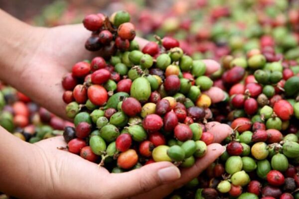 Nicaragua registra crecimiento en cosecha del ciclo cafetalero 2022-2023