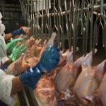 Nicaragua: Producción de carne de pollo crece en 7.5 por ciento