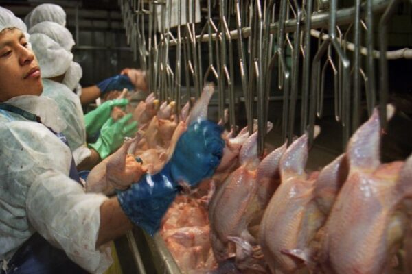 Nicaragua: Producción de carne de pollo crece en 7.5 por ciento