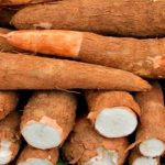 Nicaragua crece 3.2 por ciento en la producción nacional de yuca