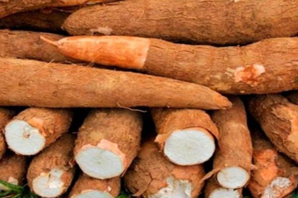 Nicaragua crece 3.2 por ciento en la producción nacional de yuca