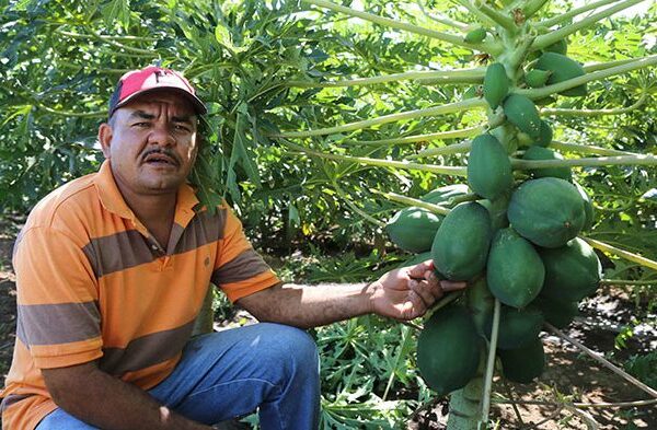 Nicaragua contará con Centros y Fincas de Desarrollo de Tecnologías Agropecuarias 