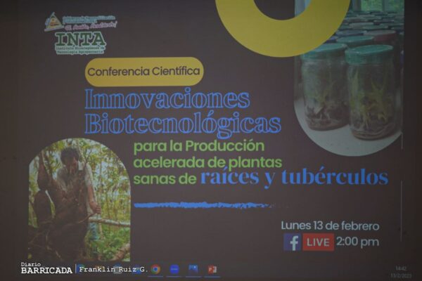 Innovaciones biotecnológicas fortalecen producción de raíces y tubérculos