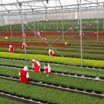 Las Limas, una finca que destaca por su alta producción de plantas ornamentales