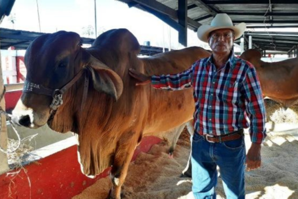 Importantes ferias agropecuarias se realizarán en Nicaragua