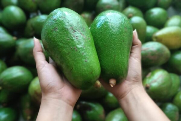 Finca Mirazul del Llano destaca por innovaciones en cultivo del aguacate