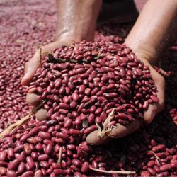 Producción de frijol rojo nicaragüense genera 4.8 millones de quintales