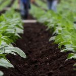 55.7 millones de dólares genera producción nacional del tabaco en rama