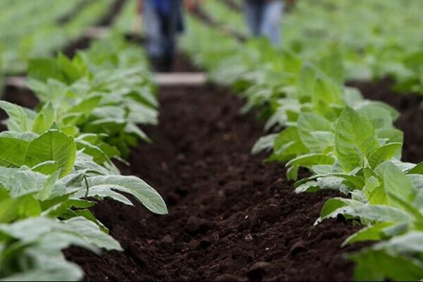 55.7 millones de dólares genera producción nacional del tabaco en rama