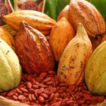 Producción de cacao nicaragüense crece 20 por ciento en 2022