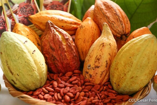 Producción de cacao nicaragüense crece 20 por ciento en 2022