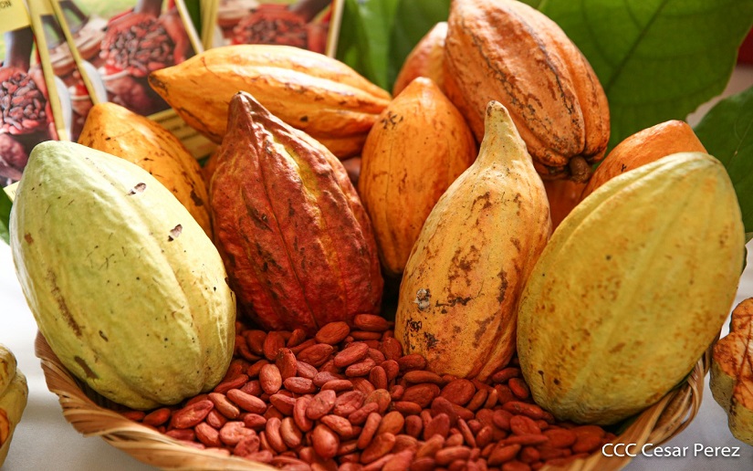 Producción de cacao nicaragüense crece 20 por ciento en 2022