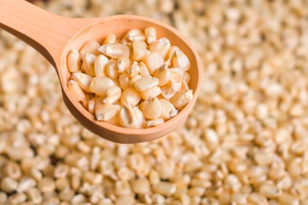 8.4 millones de quintales de maíz se generaron en la producción del 2022