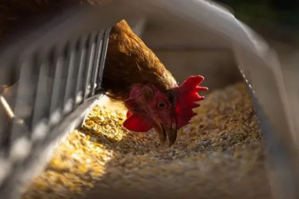 Nicaragua firme en la aplicación de medidas para la prevención de la gripe aviar