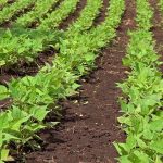 Manejo agroecológico de cultivos, un aliado para enfrentar el cambio climático en el corredor seco