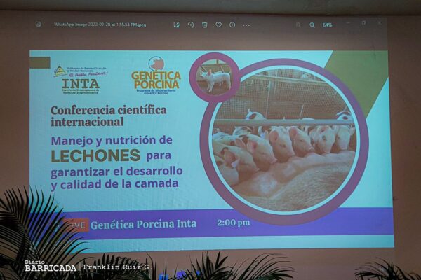 Nicaragua garantiza desarrollo y calidad de la producción porcina
