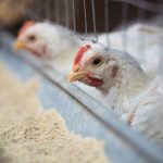 Nicaragua hará simulacro de campo ante la amenaza de la influenza aviar en la región