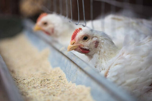 Nicaragua hará simulacro de campo ante la amenaza de la influenza aviar en la región